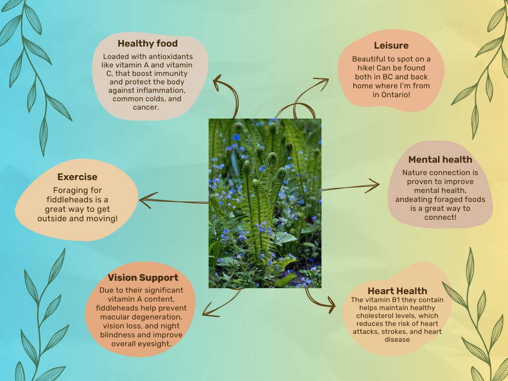 Infographic about the fiddlehead fern